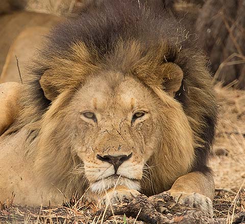 Lion with black mane